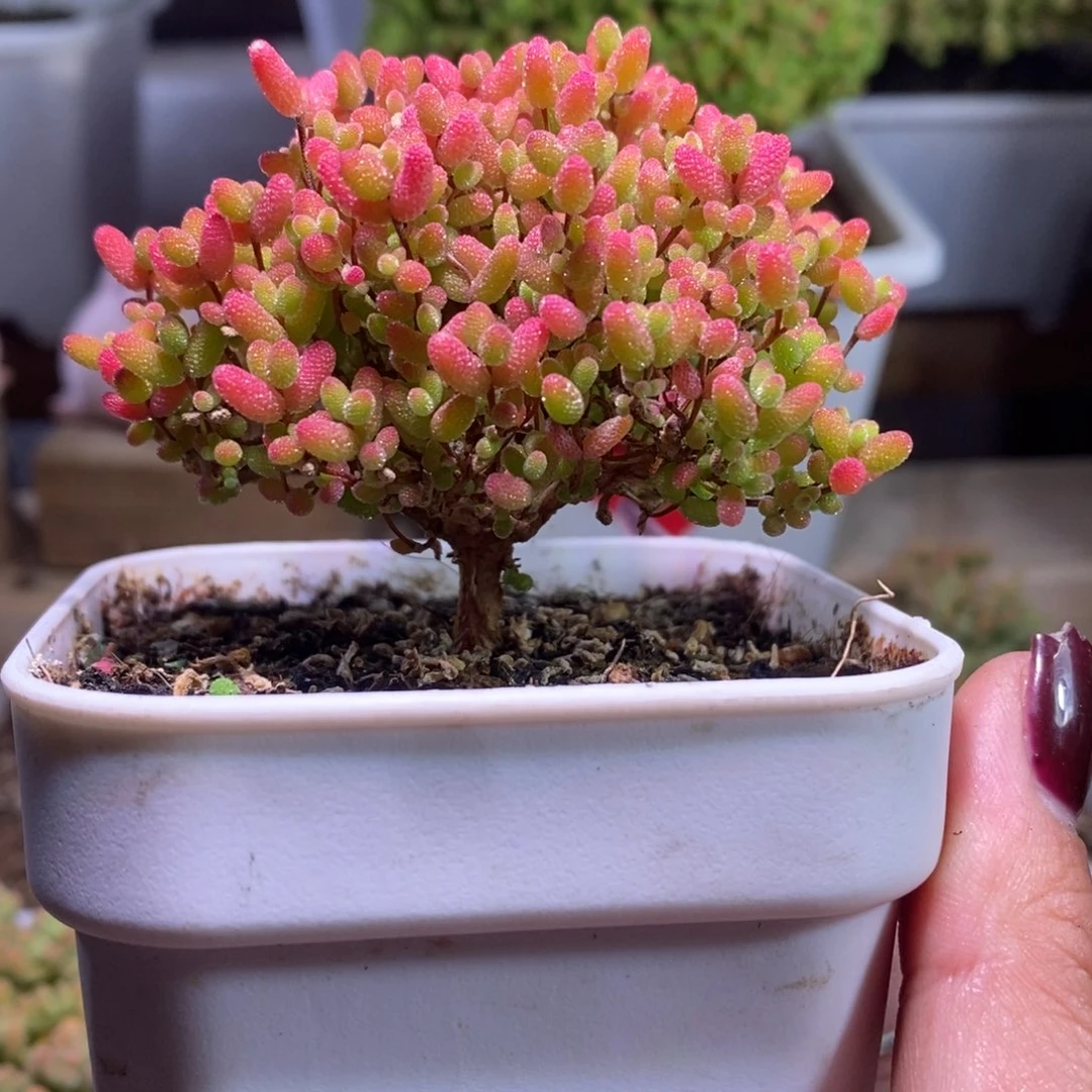 蜜橘带盆土发货一物一拍