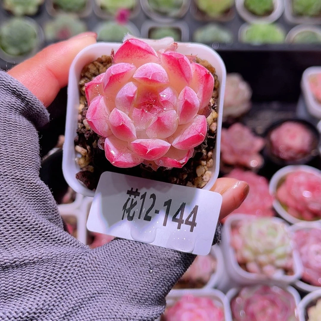 花12-144画扇单头