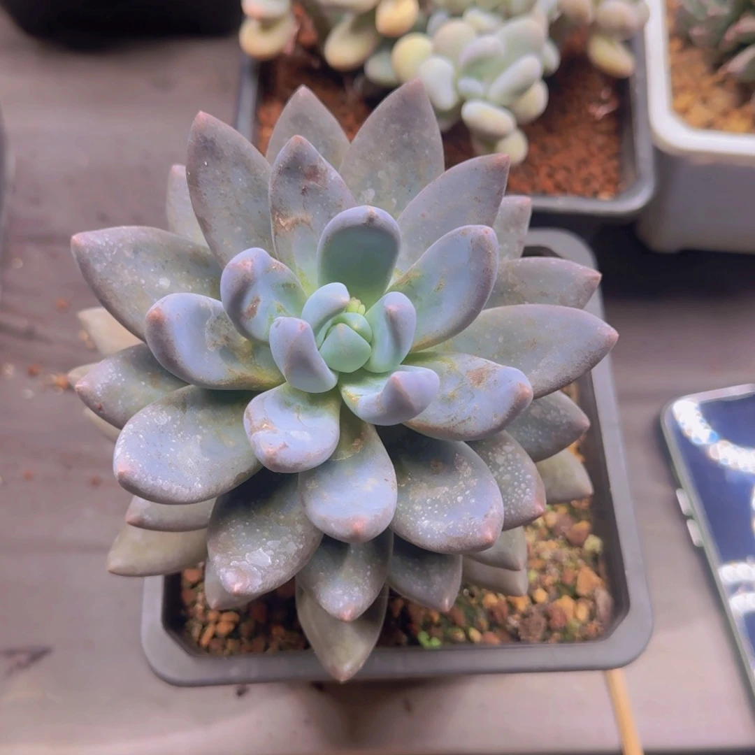 遇**爱紫丽殿多肉植物 000000