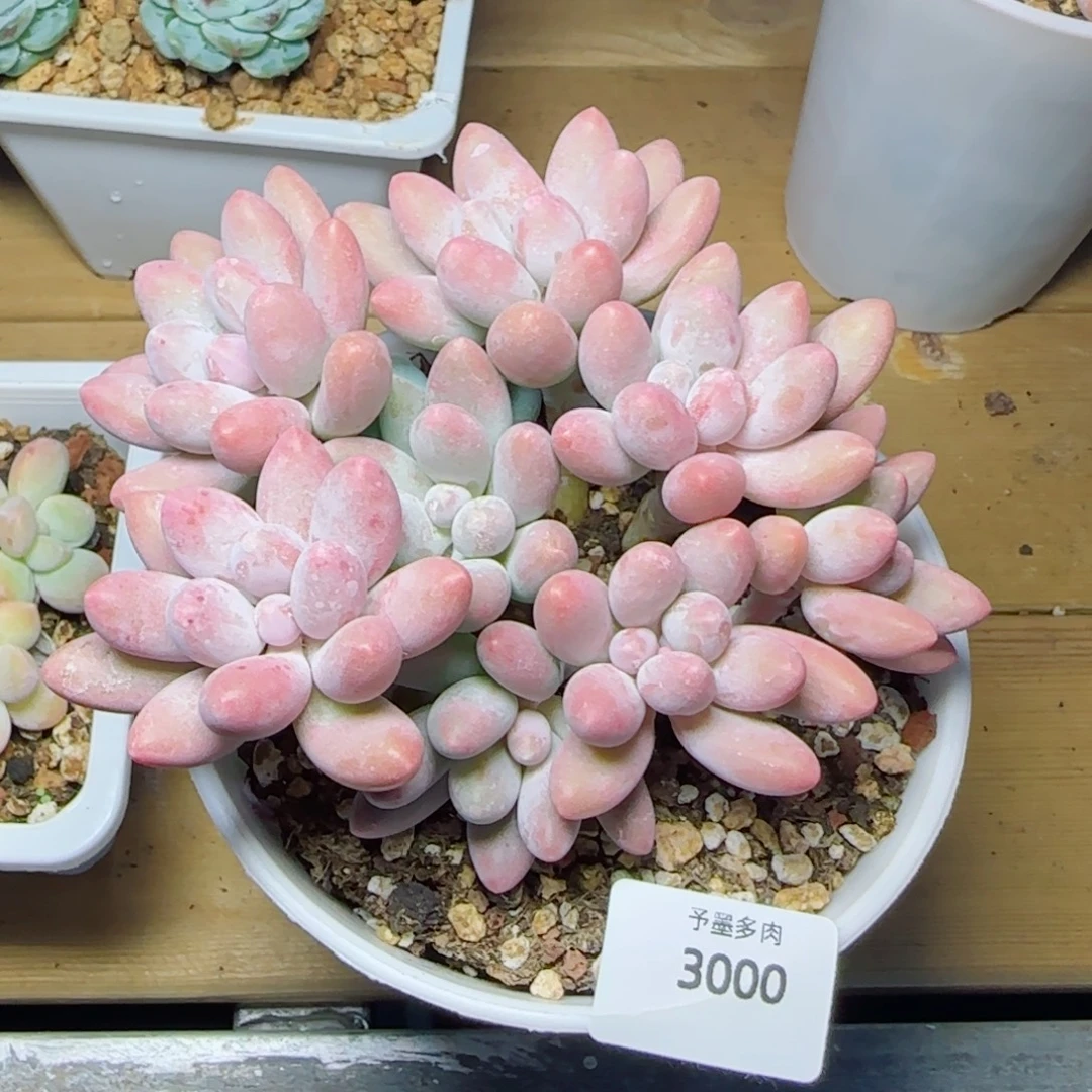 汤圆无砍3000多肉植物