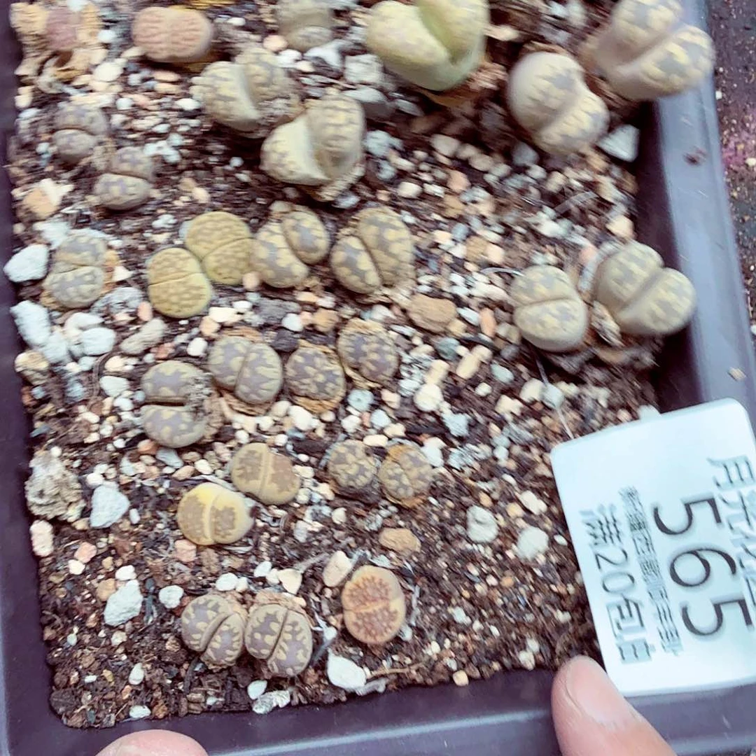 你要回来吃嘛565元不