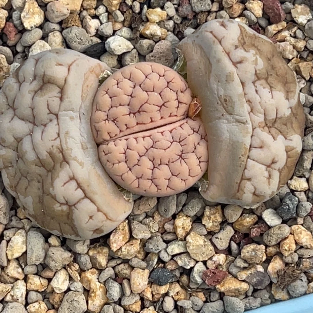 6746红纹脑纹189一颗