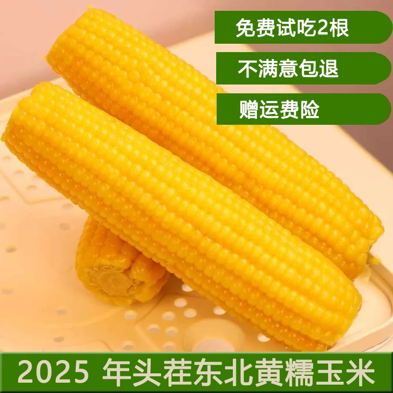 黄金262三分甜七分糯 25年新玉米10根6斤