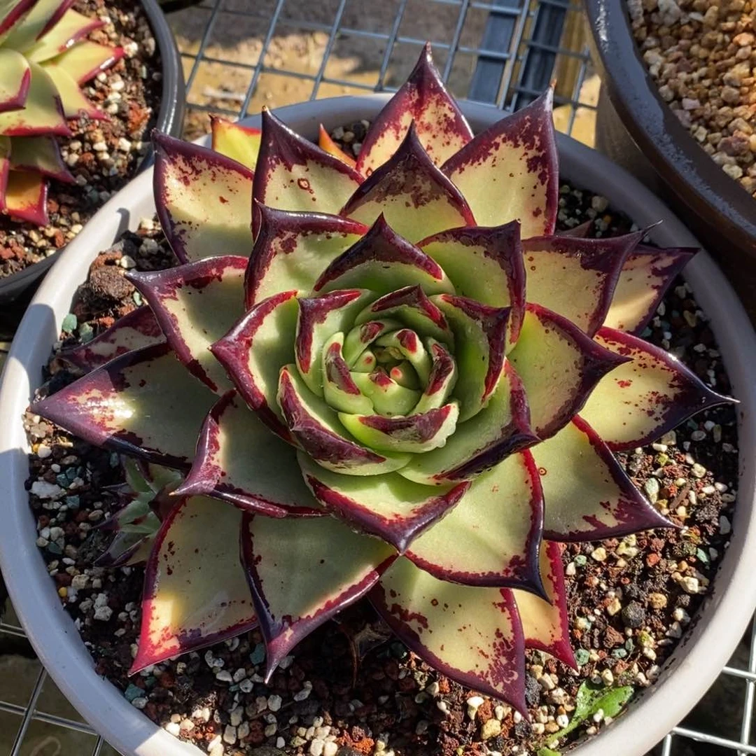 用****5宽叶B-25.1.17