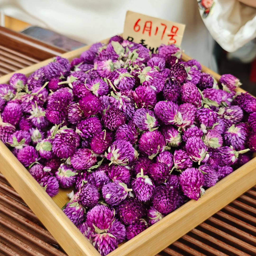 云南大理 高海拔紫巧梅  冬青收茶③