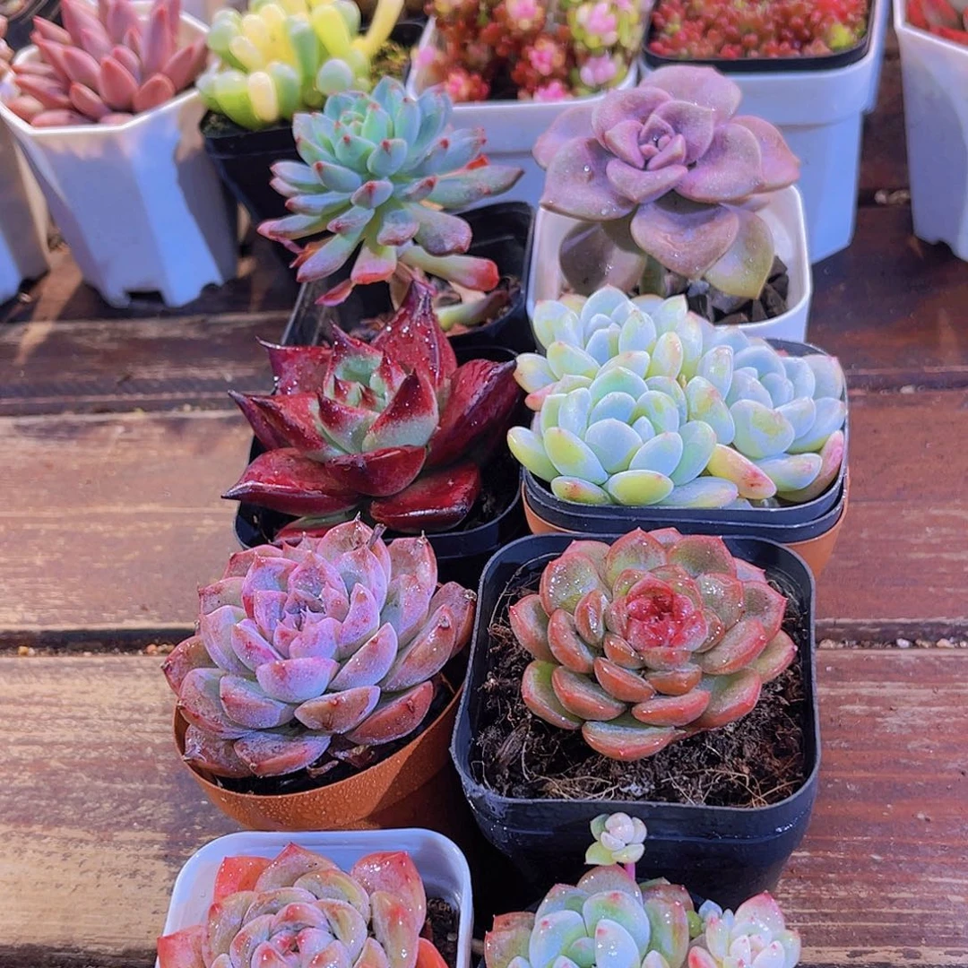 小精灵套餐8盆福利