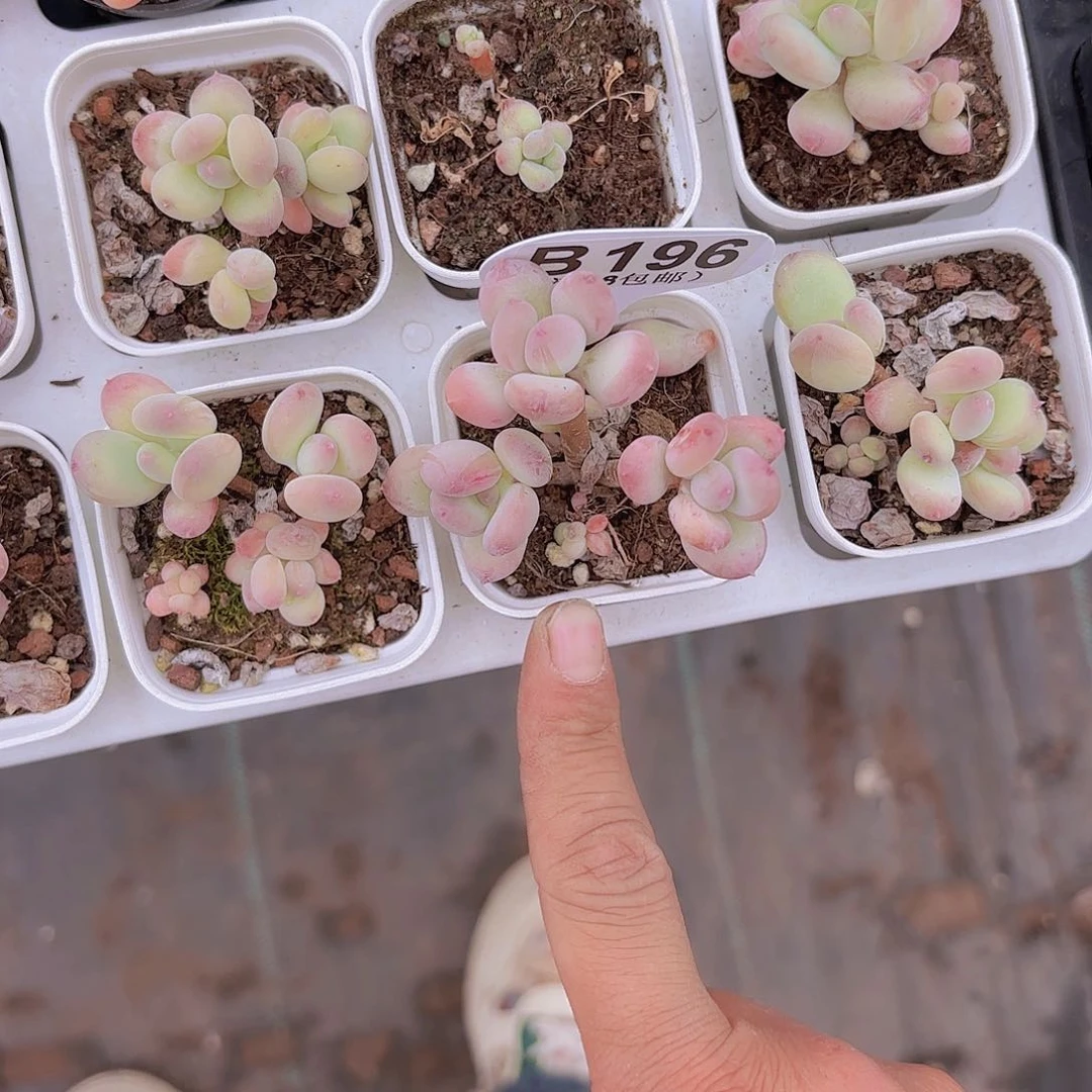 B196苹果奶一物一拍