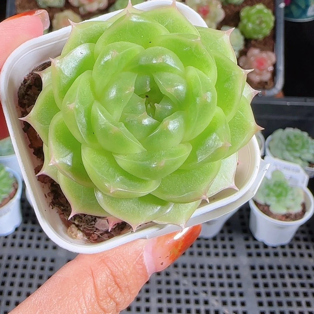 1025--266p3-71一物一拍