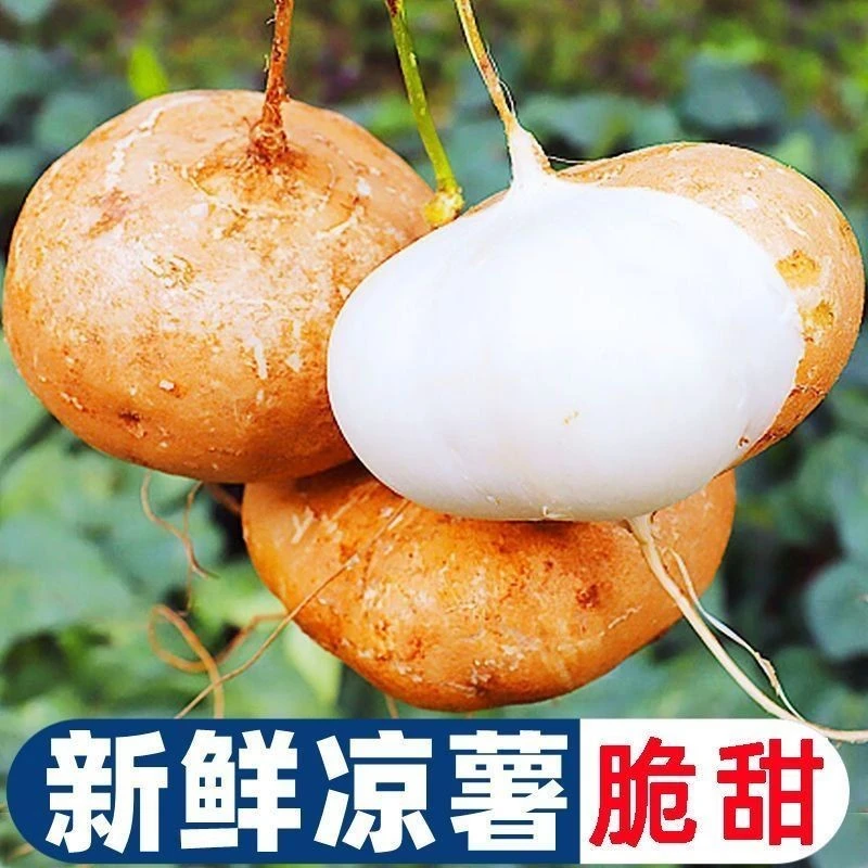 湖北正宗现挖新鲜凉薯地瓜地萝卜脆甜多汁白地瓜低糖应季水果蔬菜
