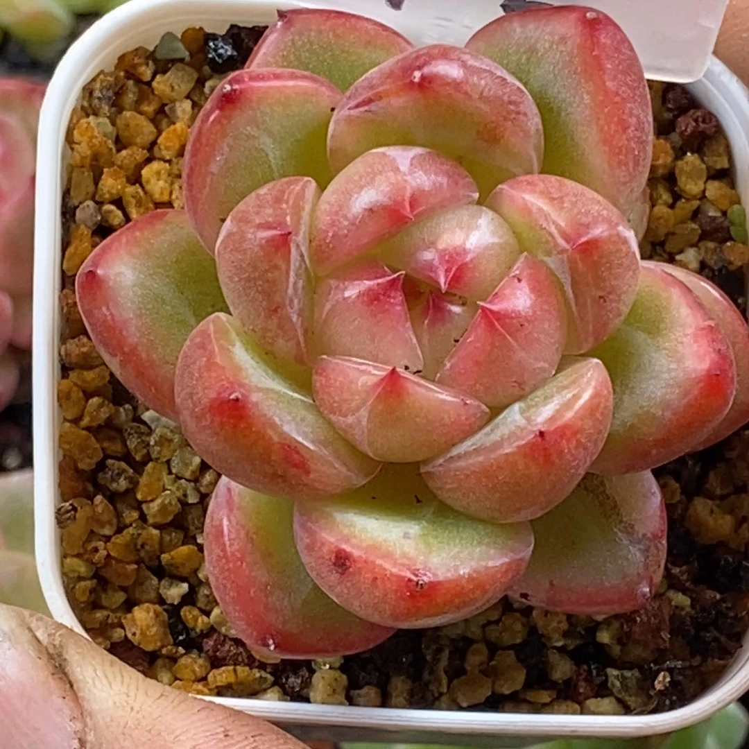 天官赐福百无禁忌