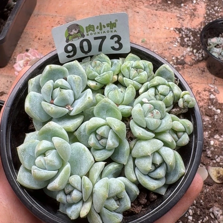 多肉植物多肉植物
