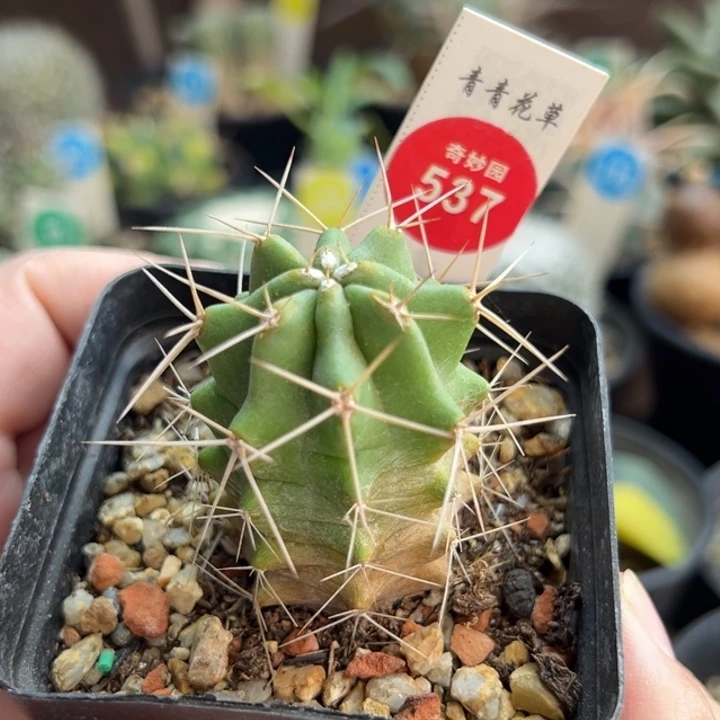 实生篝火虾一棵仙人球