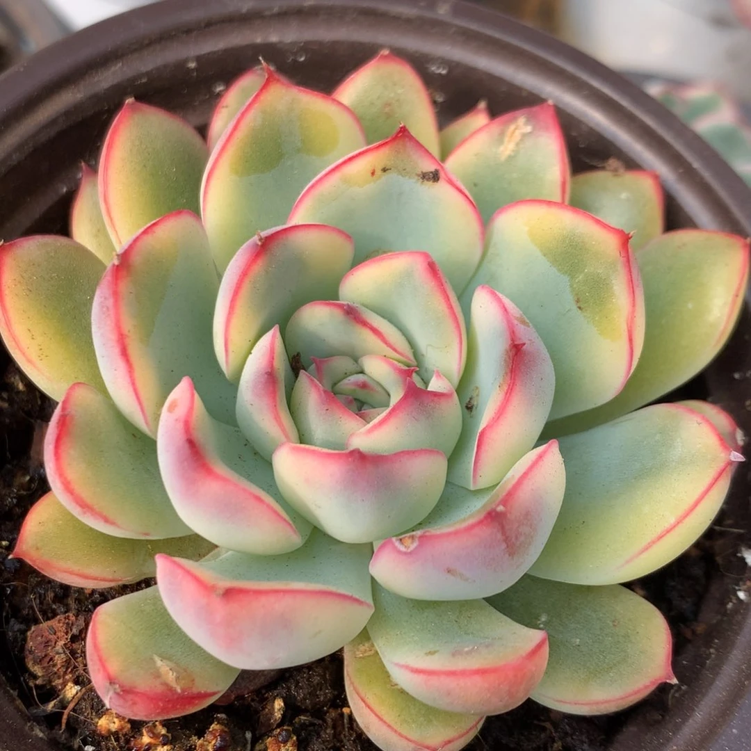 荷花j j j j j j j j j j