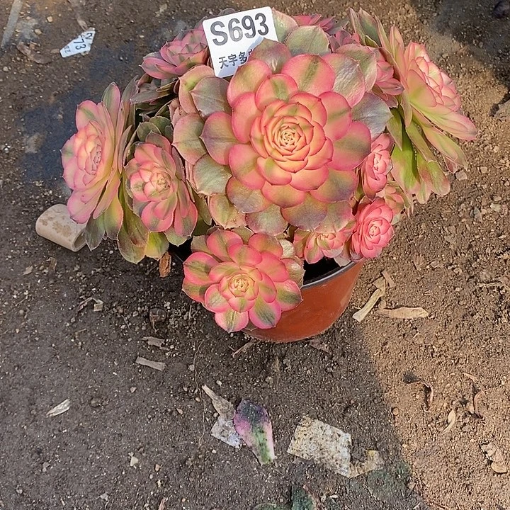 多肉植物荔枝693多肉