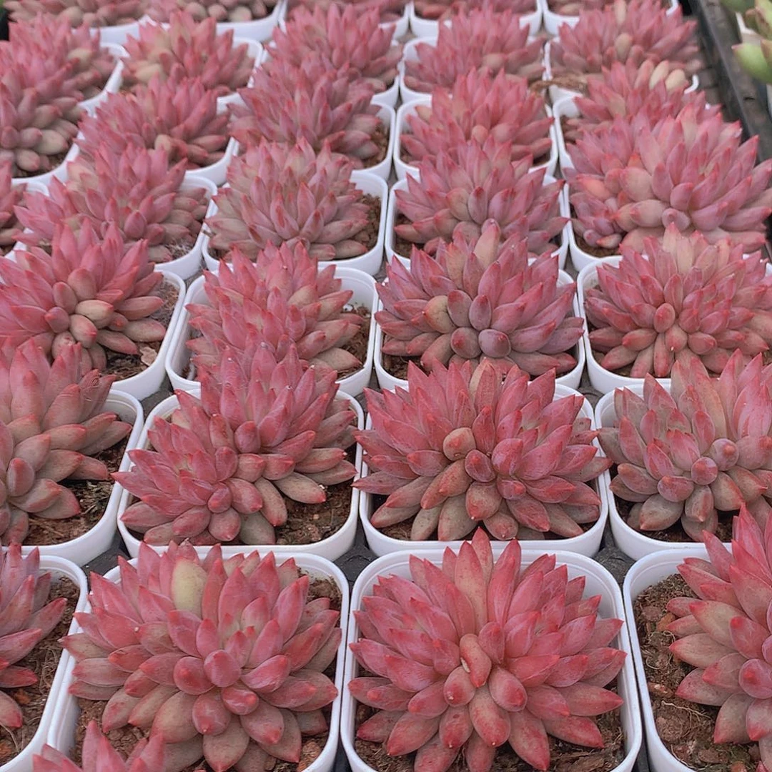 双头红体虞美人/45778899990