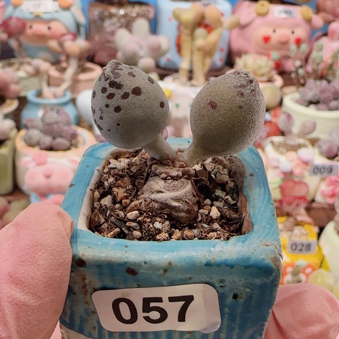 T可爱海豹盆口3.5cm