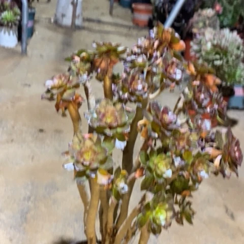 灰豆多肉植物075