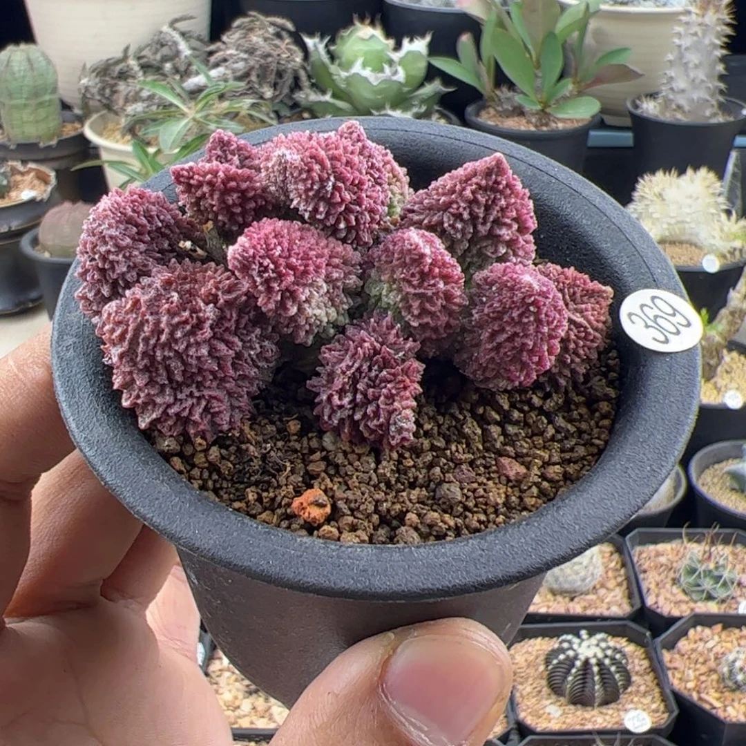 朱紫玉一物一拍369