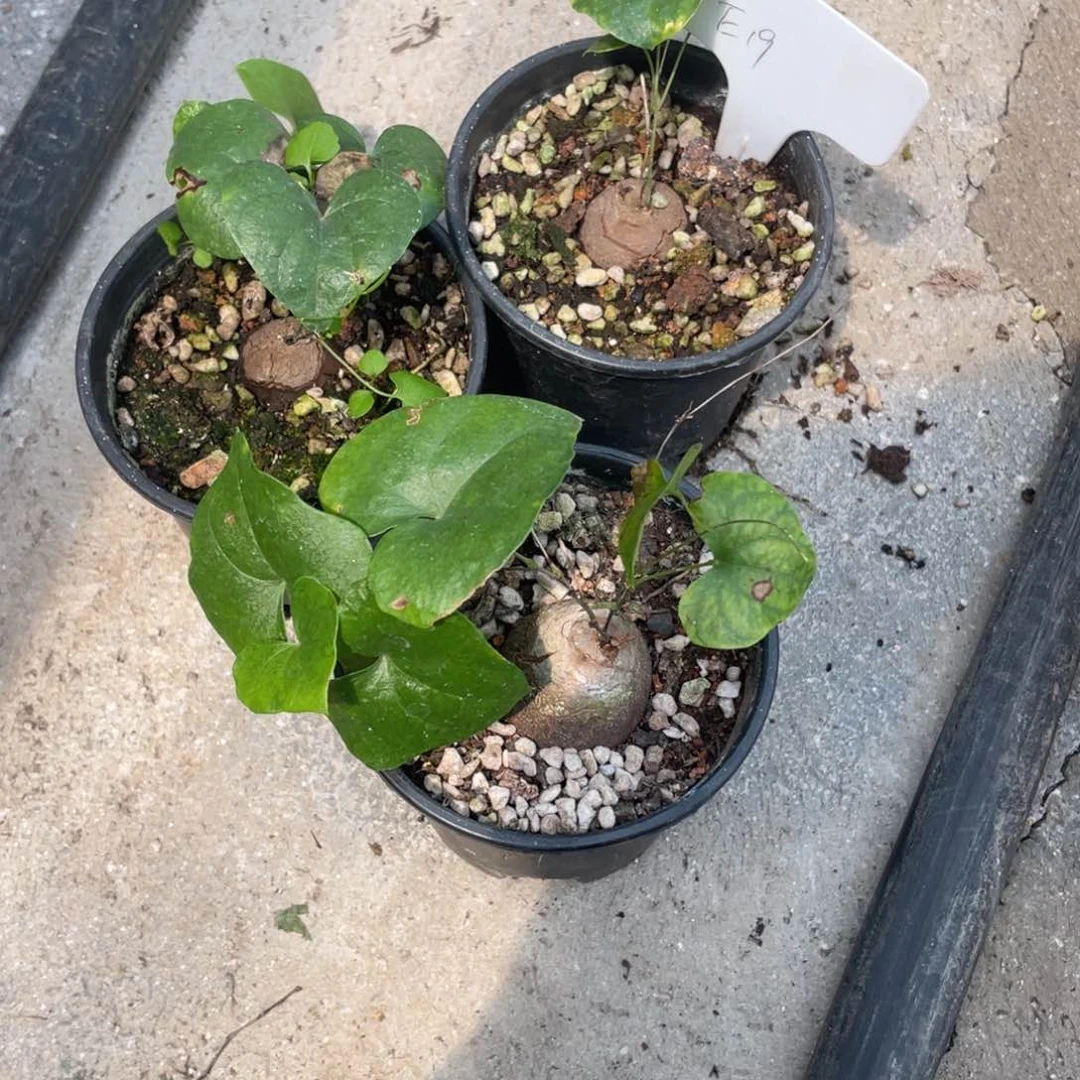 戈*洲专拍3个龟甲龙