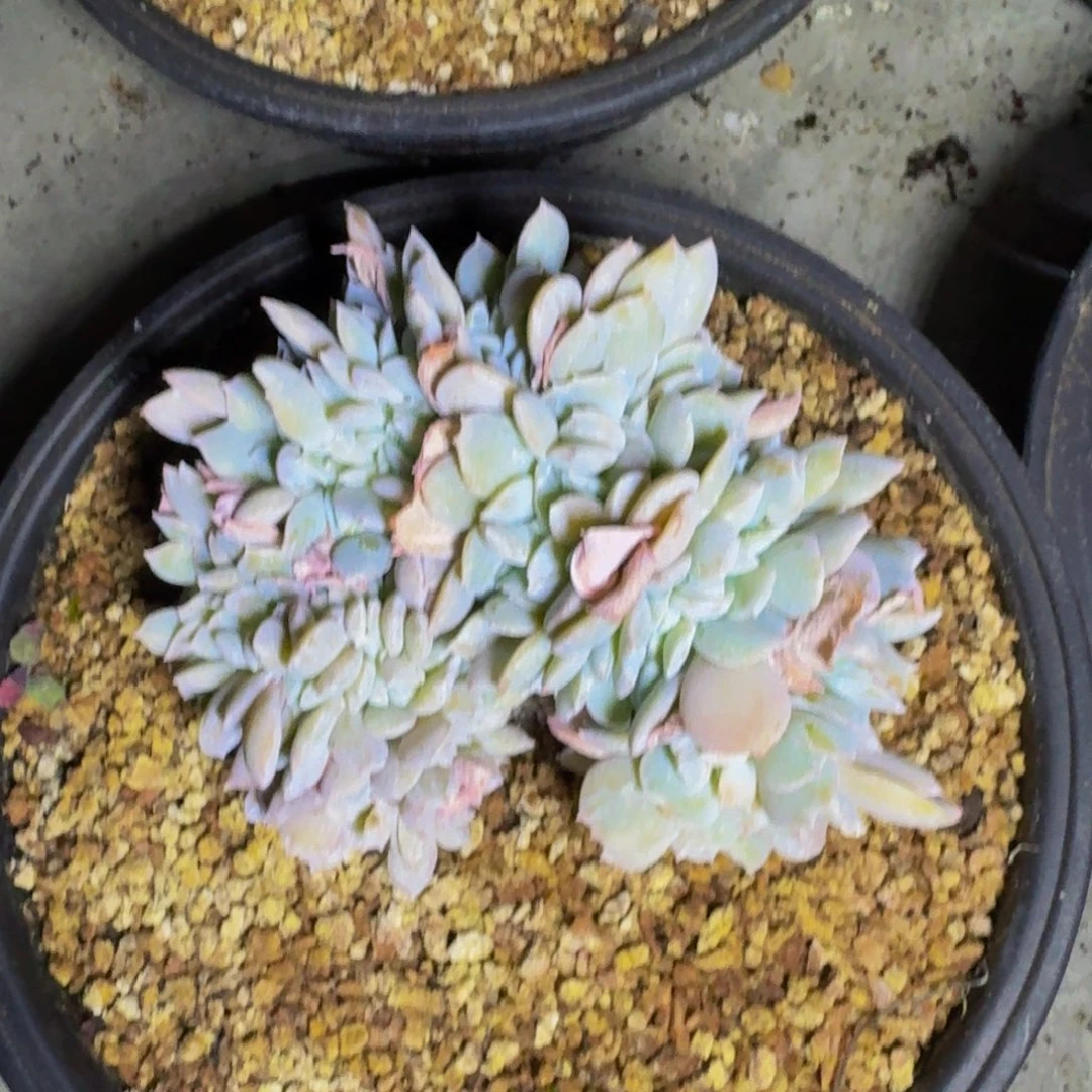 白茶 缀化 一物一拍