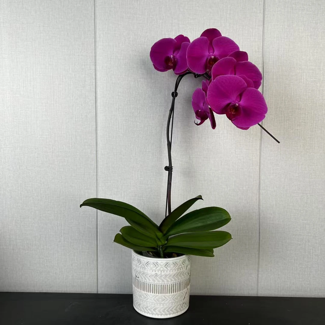 【花之漫】(红玛瑙)无售后3.5寸杯单剑蝴蝶兰花卉