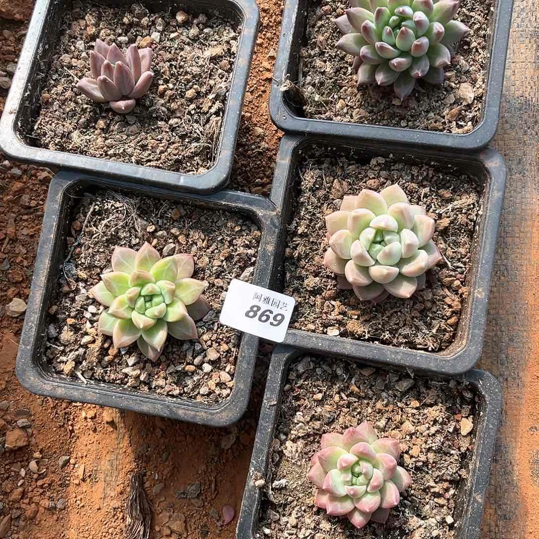 阿雅园艺。         869