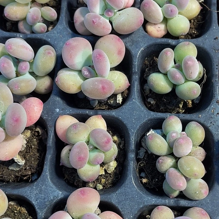 小苹果奶1.5带土发