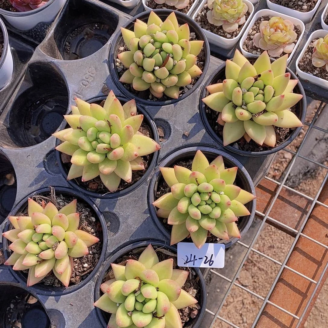 24-26- 黄金美人单头一颗 量拍