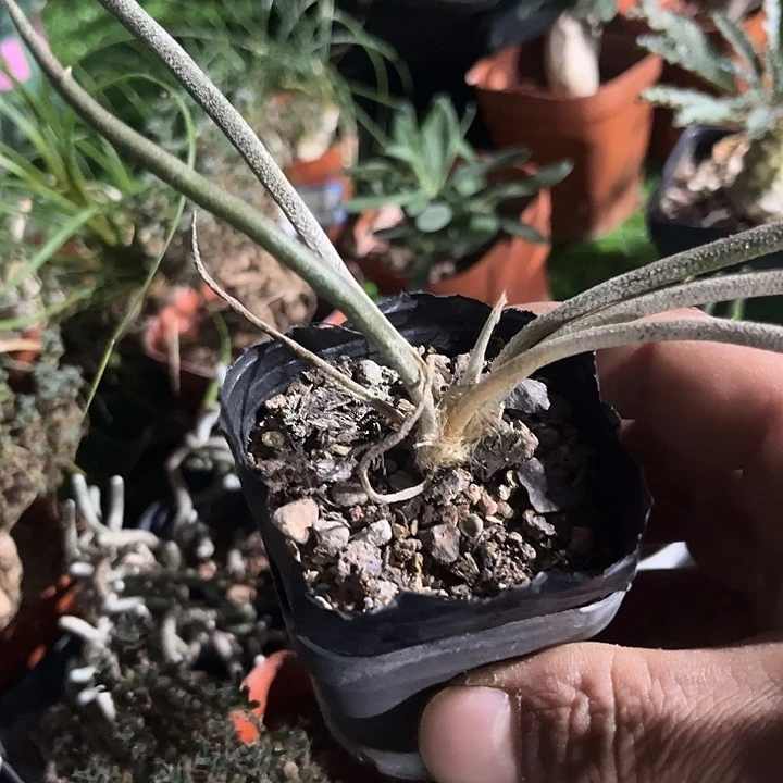 实生美杜莎一颗包邮