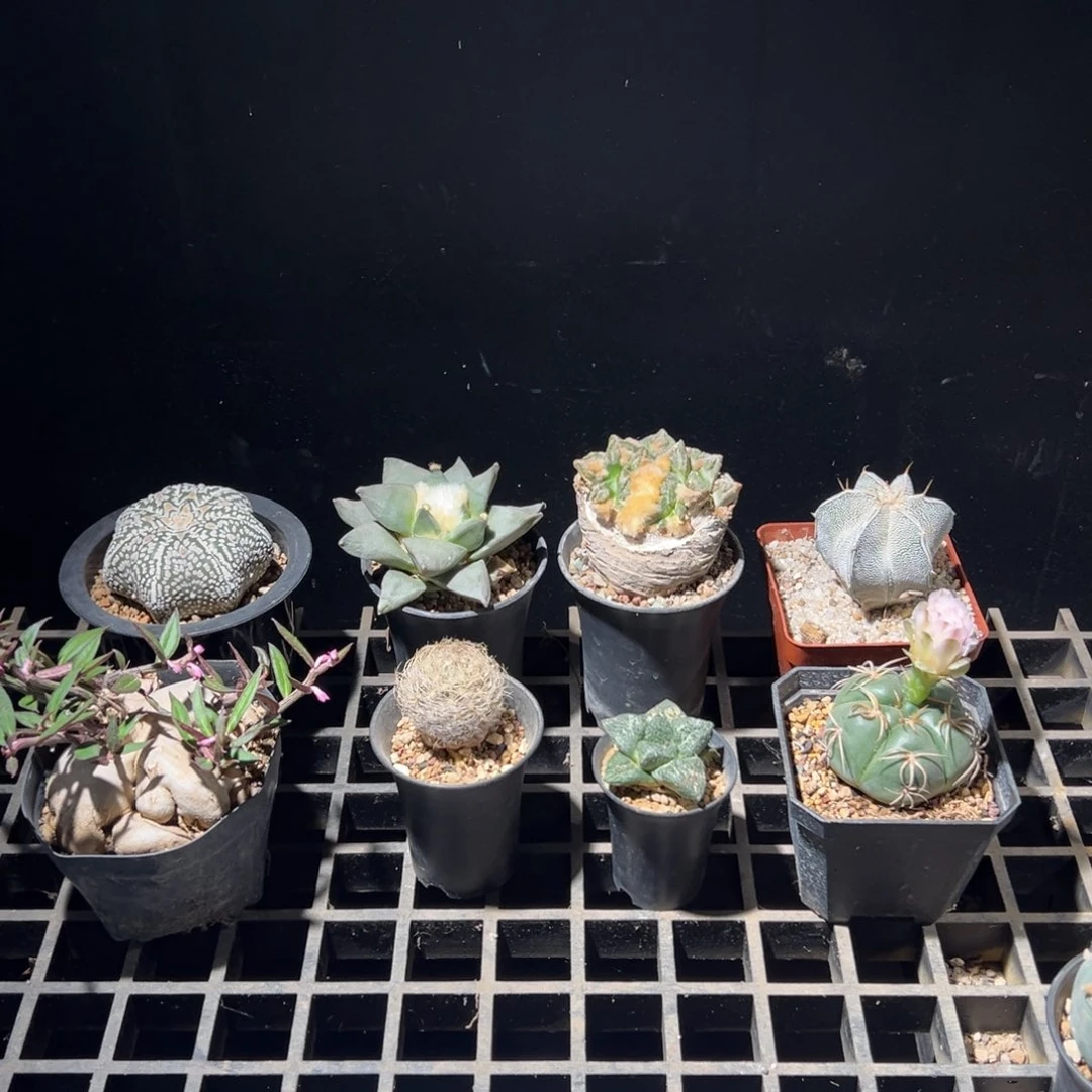 108一个 八抽一hh