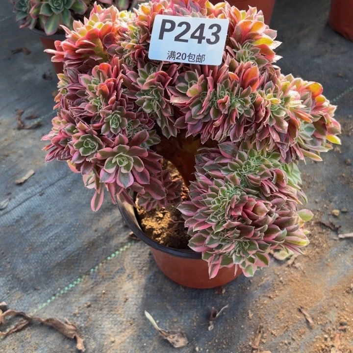 瑞妈，。。。243。女巫缀