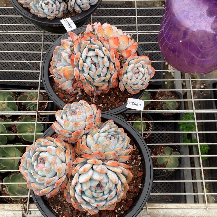 122563嗯嗯嗯嗯嗯6号嗯