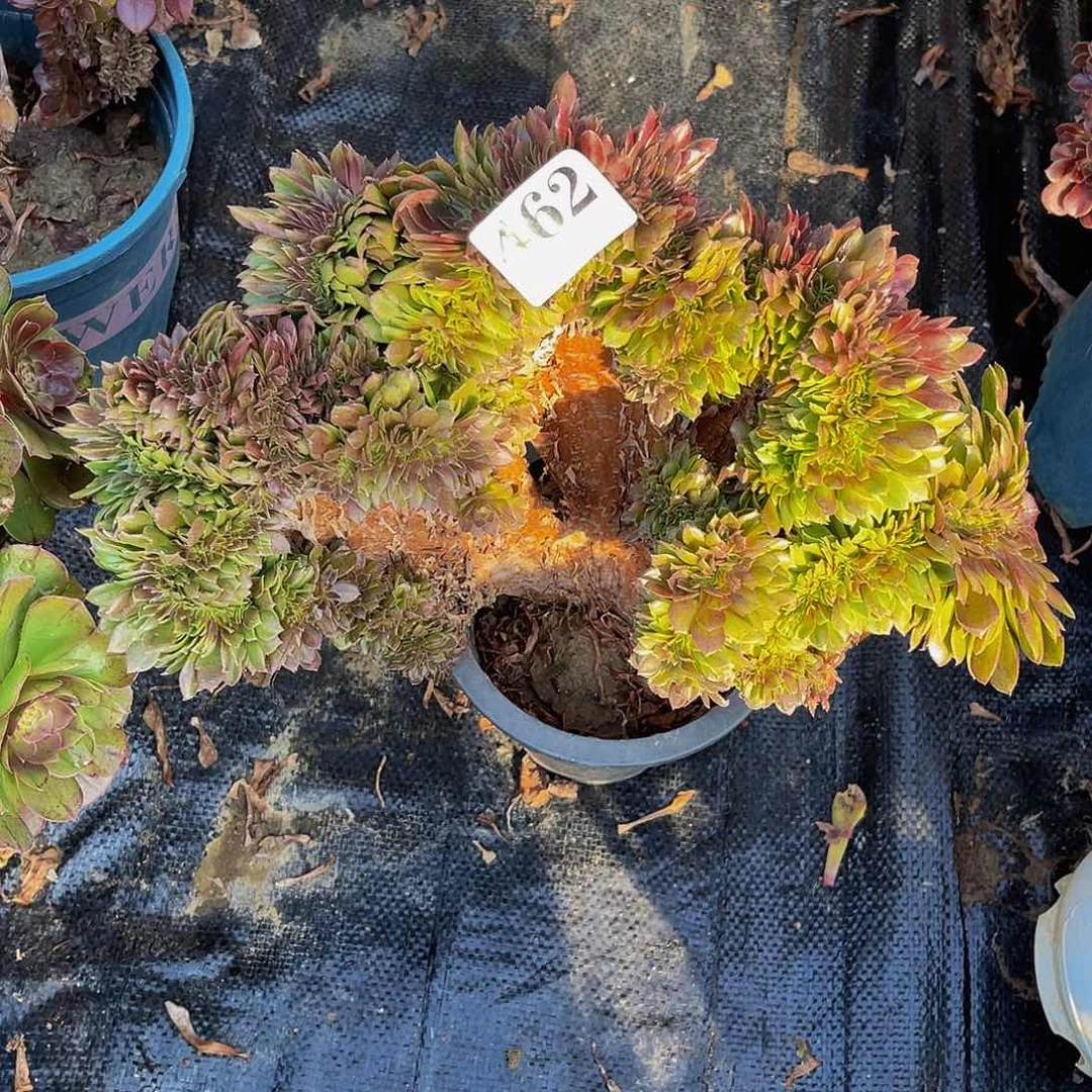 万圣节法师缀化1-49