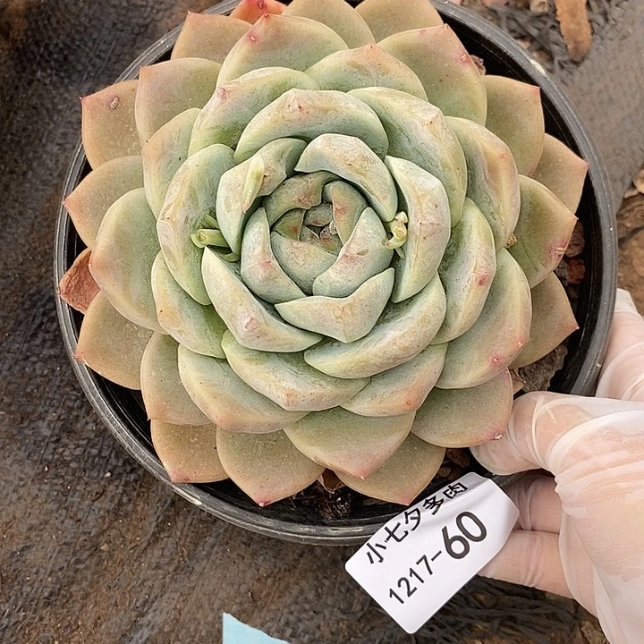 小七夕多肉白泽珍妮60