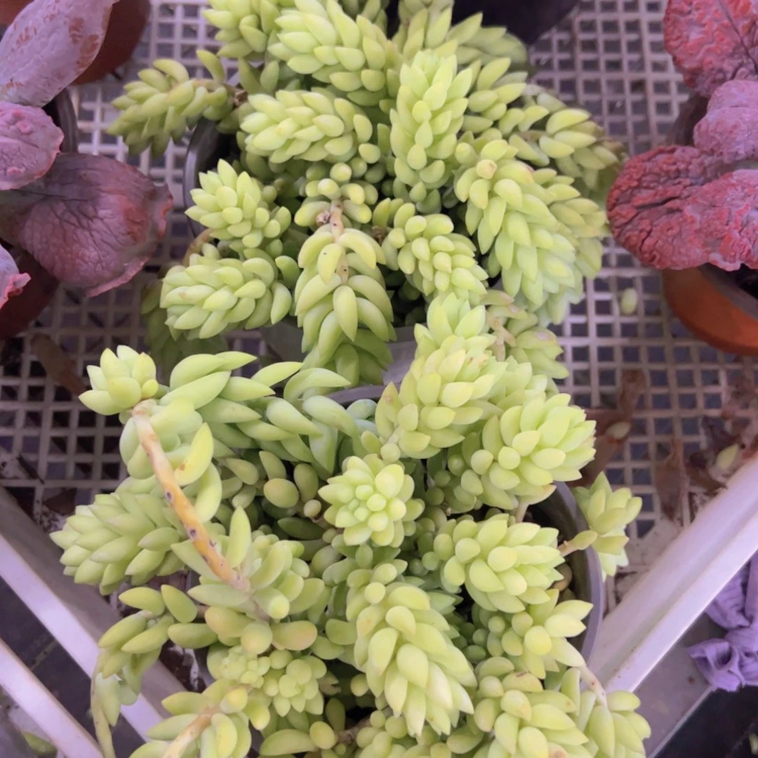 象牙玉坠散装带盆土两盆，120杯