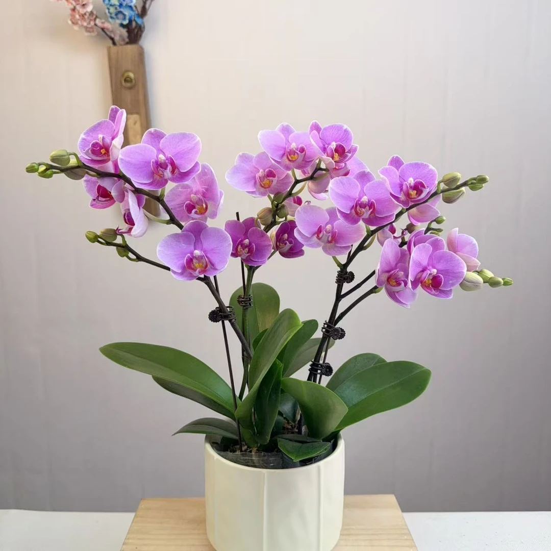 [紫蝶01] 蝴蝶兰花卉室内花卉紫色系花