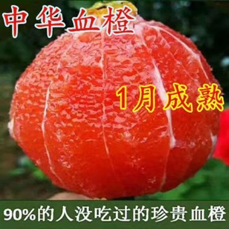 秭归中华红 红心橙血橙 红肉脐橙