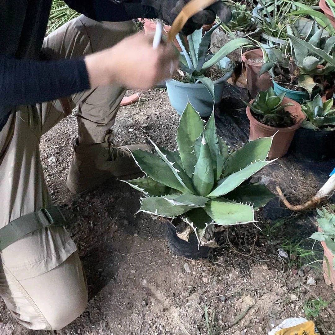 继**力9号 选手。