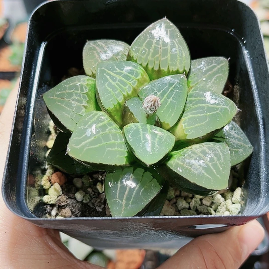 【闪购商品】日月潭