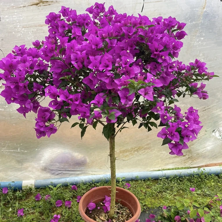 三角梅盆栽老苗四季开花好养不带花带护心土球发货