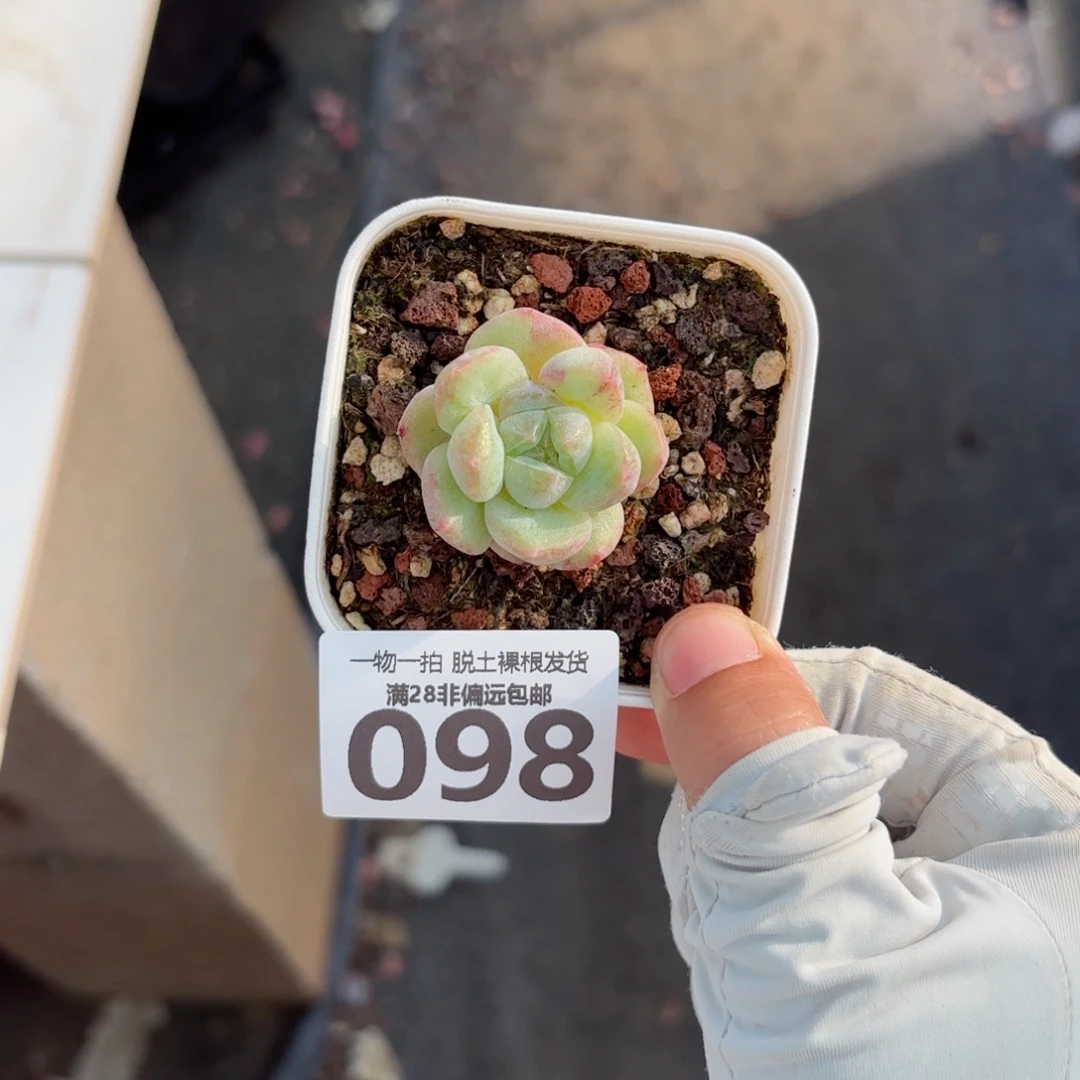 石化粉钻单头无盆土发货