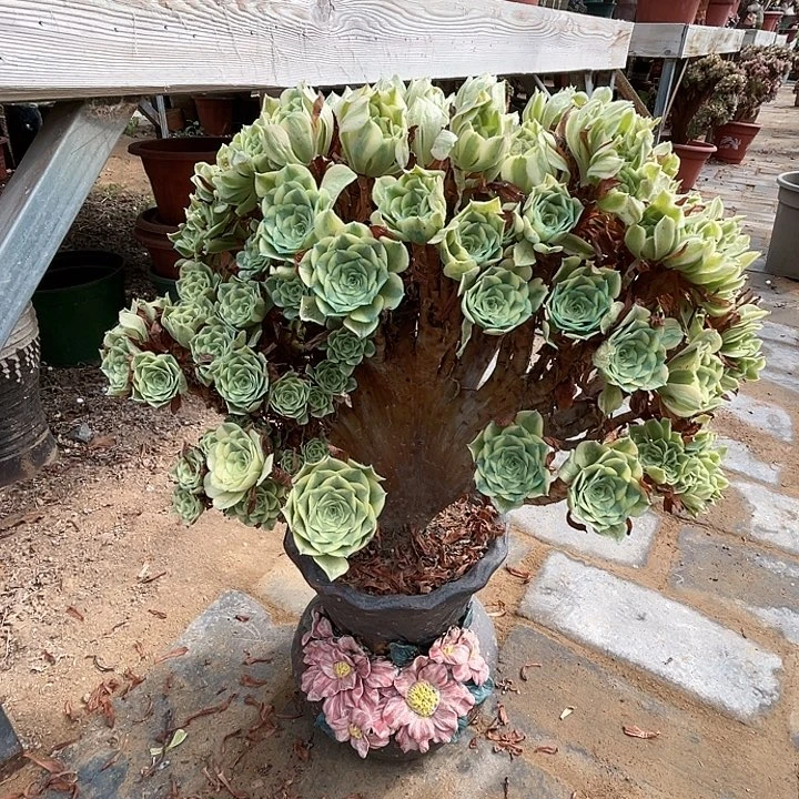 【闪购商品】全部花朵绿豆沙