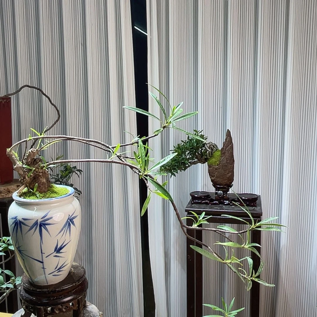 弥***勒无花朵28888888888