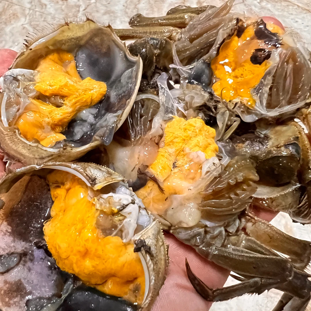 毛爪蟹，保肥（六月黄）大号1.4-1.6两3斤【全公】大青蟹