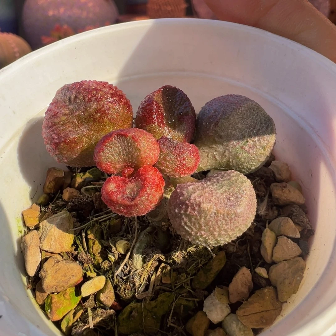 一物一拍，带盆发货