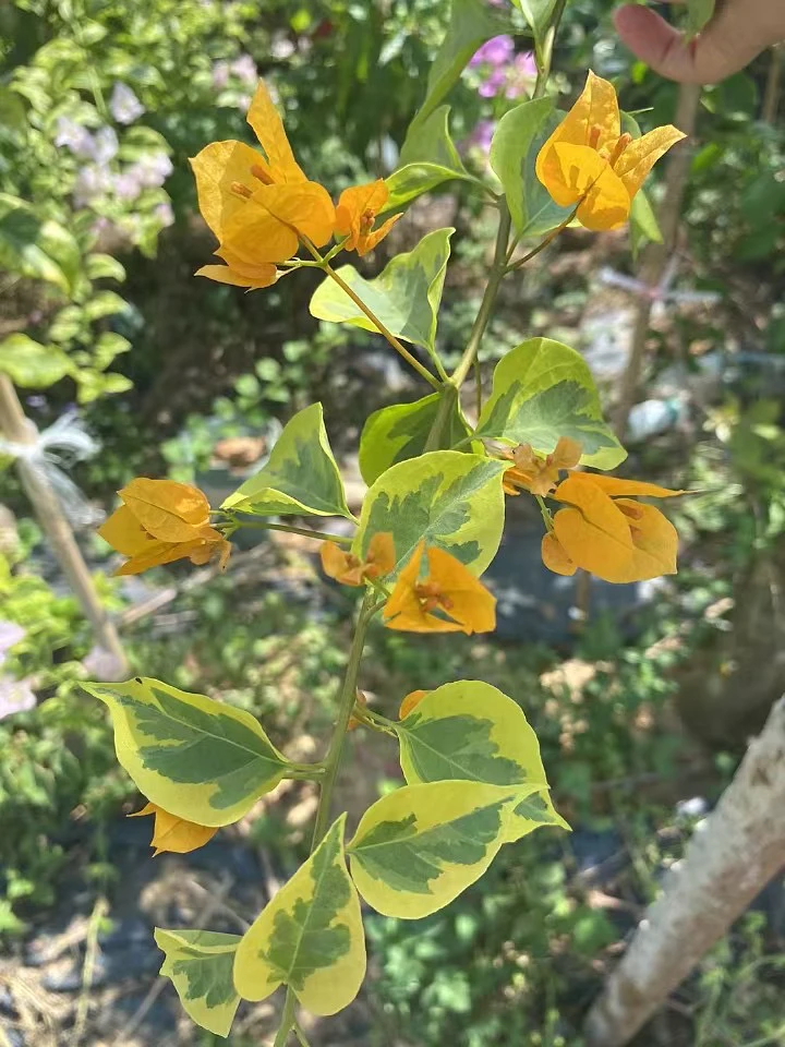 一物一拍链接，运输可能有少许掉花掉叶断枝，完美主义者介意勿拍