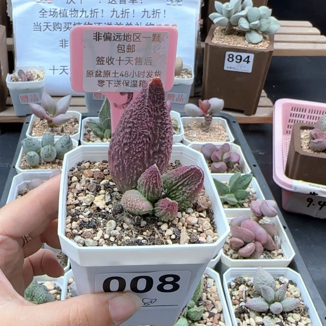 008胖伍多肉植物