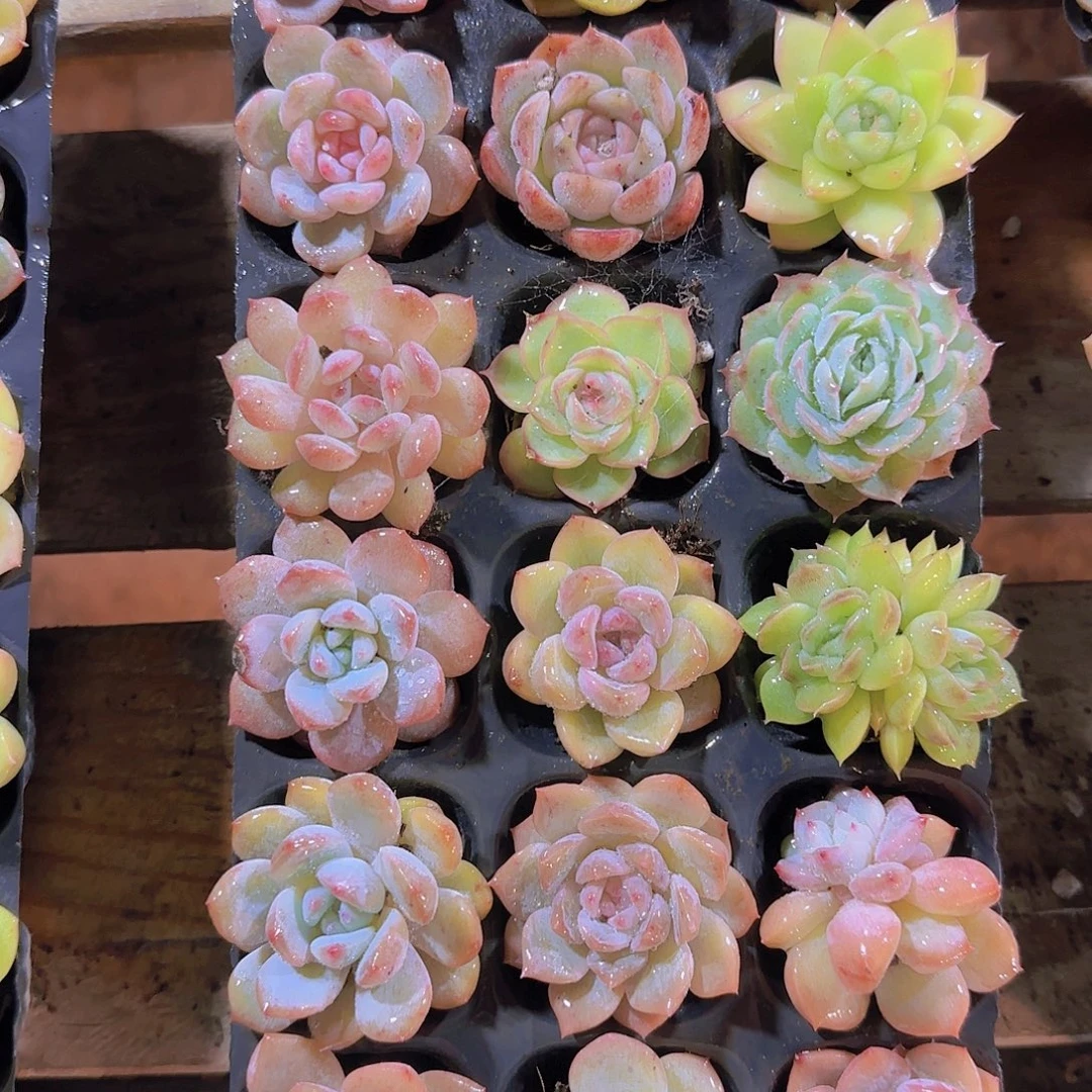 直播一物一拍多肉21