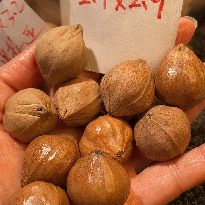 *****橄榄核吊坠2.4✖️2.9