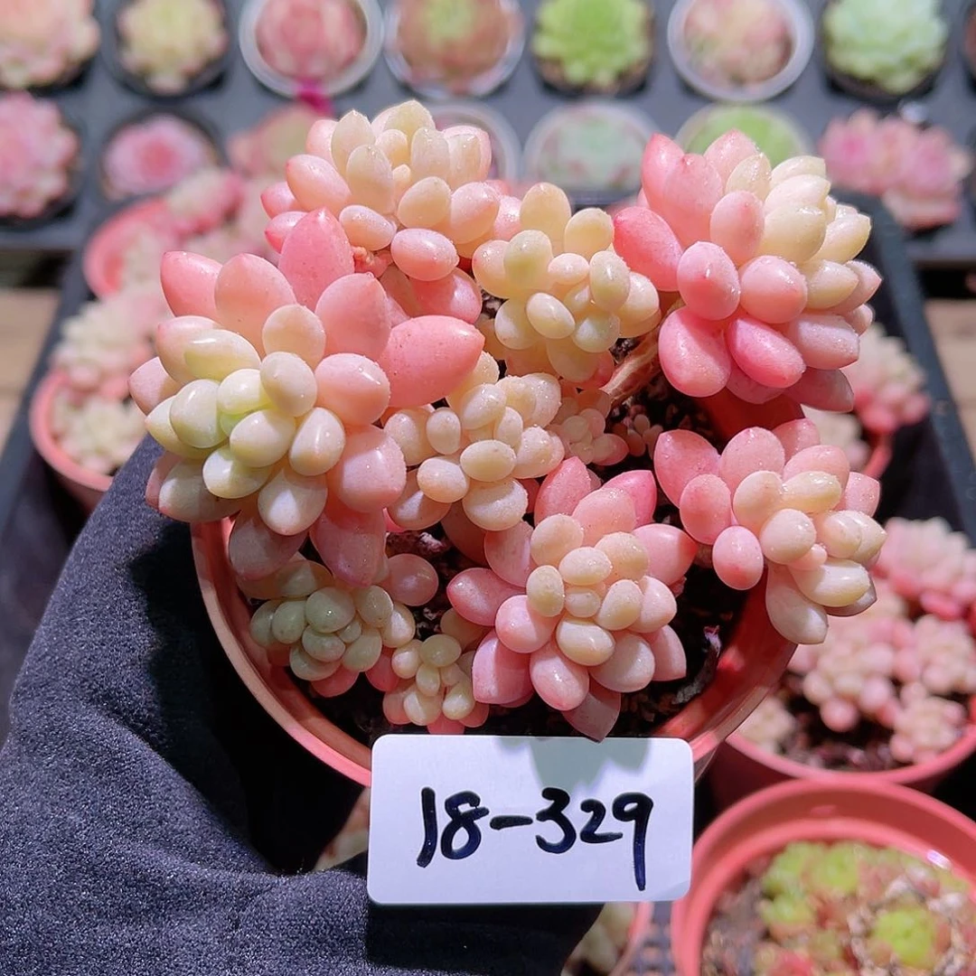 花利美18-329洛可可